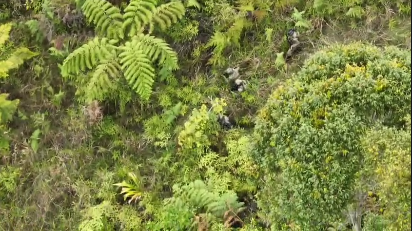 KKB Kembali Berulah di Intan Jaya, Seorang Pekerja Jalan Meninggal Dunia Ditembak